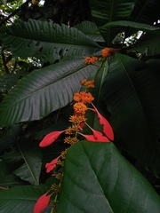 Warszewiczia coccinea