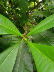 Warszewiczia coccinea