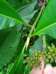 Warszewiczia coccinea