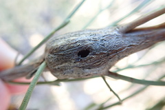 Gnorimoschema powelli