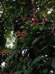 Warszewiczia coccinea