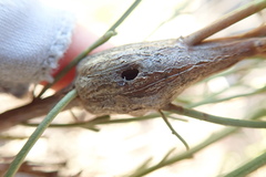 Gnorimoschema powelli