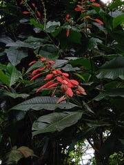 Warszewiczia coccinea