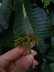 Warszewiczia coccinea