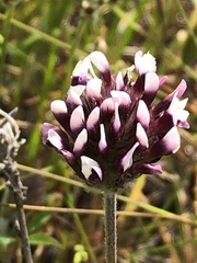 Trifolium dichotomum
