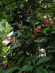 Warszewiczia coccinea