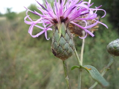 Centaurea scabiosa apiculata