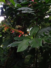 Warszewiczia coccinea