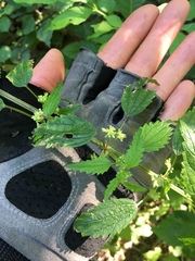 Urtica chamaedryoides