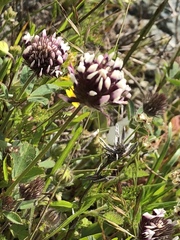 Trifolium dichotomum