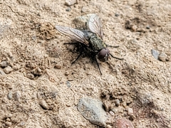 Diptera