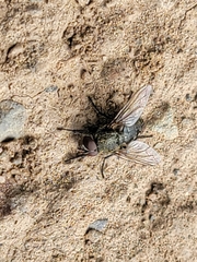 Diptera