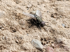 Diptera