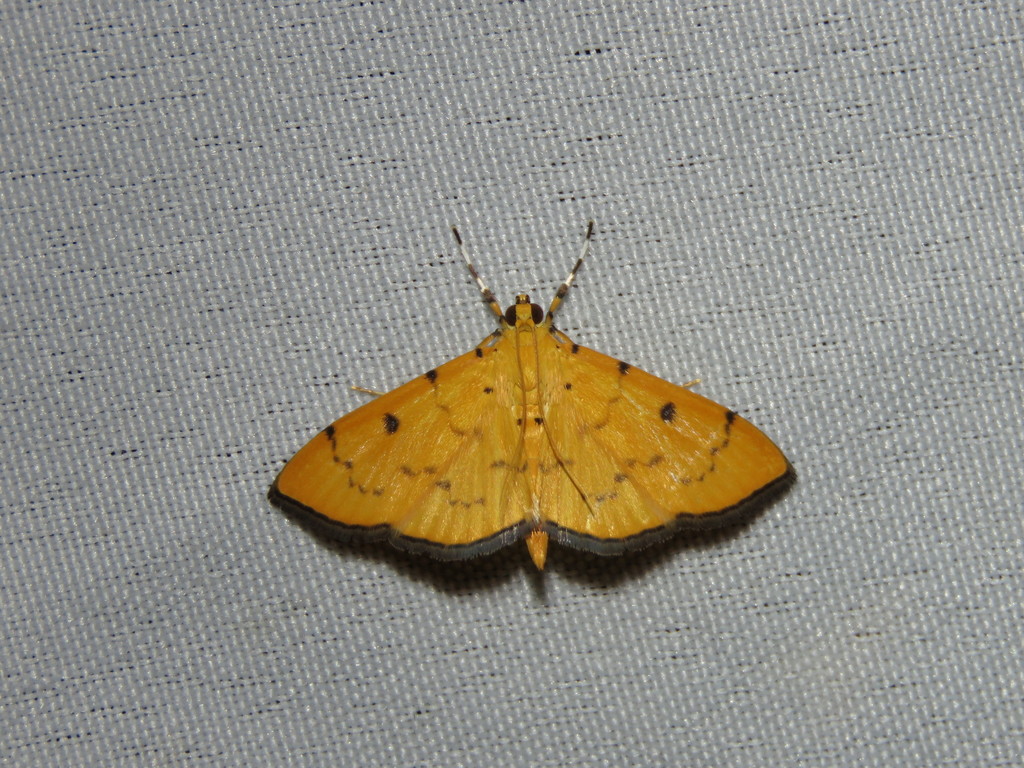 Phaedropsis chromalis