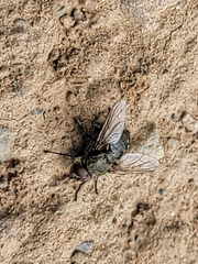 Diptera