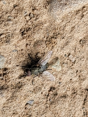Diptera