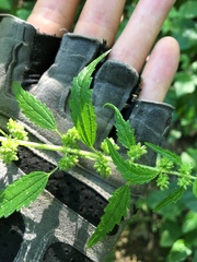 Urtica chamaedryoides