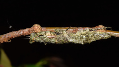 Tarachodes sanctus