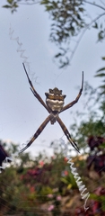 Argiope argentata