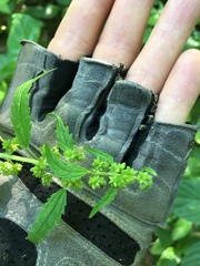 Urtica chamaedryoides
