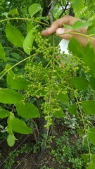 Zanthoxylum petiolare