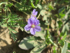 Erodium stephanianum