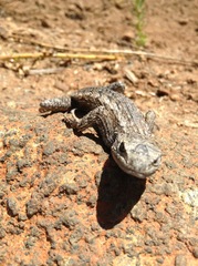 Sceloporus occidentalis