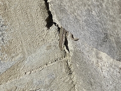 Darevskia portschinskii