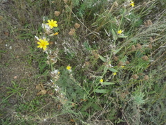 Chondrilla latifolia