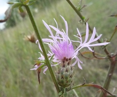Centaurea stoebe stoebe
