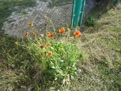 Gaillardia × grandiflora