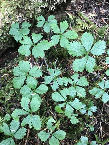 Five-leaf Dwarf Bramble