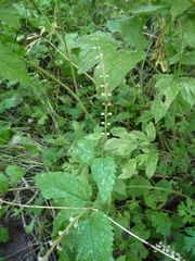 Scutellaria altissima