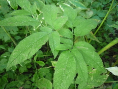 Chaerophyllum aromaticum