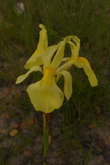 Moraea neglecta