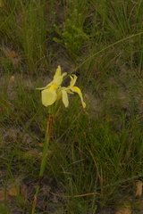 Moraea neglecta