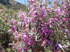 Podalyria hirsuta