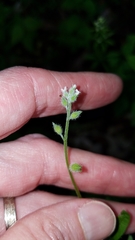Myosotis verna