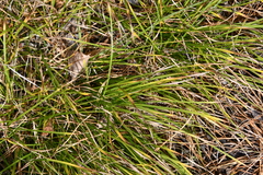 Carex pediformis
