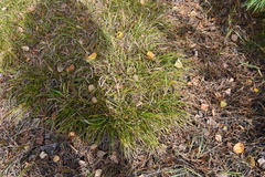 Carex pediformis
