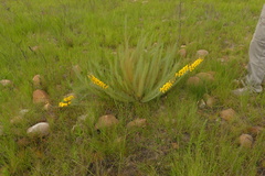 Lebeckia sepiaria