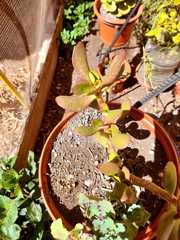 Crassula ovata
