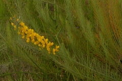 Lebeckia sepiaria