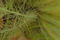 Lebeckia sepiaria