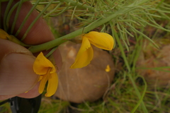Lebeckia sepiaria