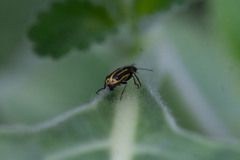 Astylus forcipatus