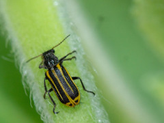 Astylus forcipatus