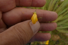 Lebeckia sepiaria