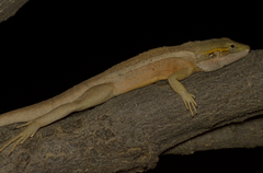 Amphibolurus centralis