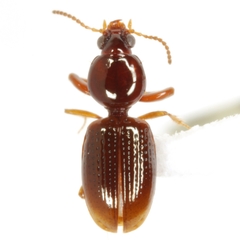 Dyschirius abbreviatus